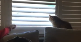 This Kitty Loves To Be A Birdwatcher cats vs cancer