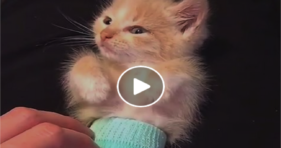 Teeny Kitten In A Diaper Will Melt Your Heart cats vs cancer