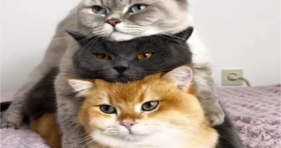 Triple Stack Of Cuteness Overload cats vs cancer