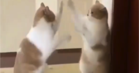Watch Matching Cats Playing Patty Cake cute cats vs cancer