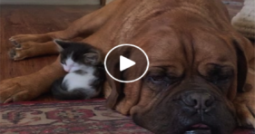 Big Pup Loves Little Baby Kitten cats vs cancer