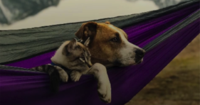 Henry The Dog Comforts His Cat Broski cats vs cancer