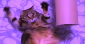 TikTok Cats Are Ready To Make A Big Splash cats vs cancer
