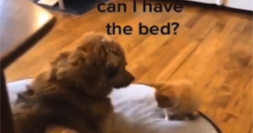 Watch A Super Cute Exchange For The Comfy Bed cats vs cancer