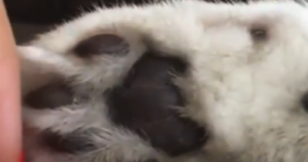 Who Doesn't Love A Good Toe Beans Video? cute cats vs cancer