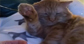 Bow Down And Kiss The Paw Human! funny cats vs cancer