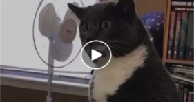 Is This The Greatest TikTok Video Of All Time? funny cats vs cancer