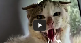 Incredible Transformation of Hissing Stray Cat! cats vs cancer