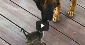 Stray Kitten Picks Dog As Her Mom! cute cats vs cancer