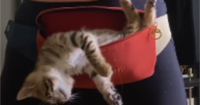 Kitten Loves Fanny Pack Naps! cute cats vs cancer