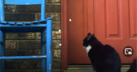 Sweet Stray Cat Begs To Come Inside cute cats vs cancer