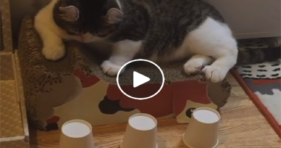 Could This Be The Smartest Kitty On Earth? cute cats vs cancer