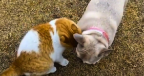 Watch A Stray Cat Befriend A Neighborhood Pup cats vs cancer