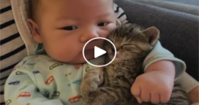 Beware Of Heart Melting Content Ahead! baby cats vs cancer