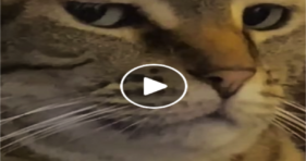 That Side Eye Is No Joke! funny video cats vs cancer